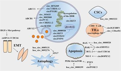 The Role of Circular RNAs in the Drug Resistance of Cancers